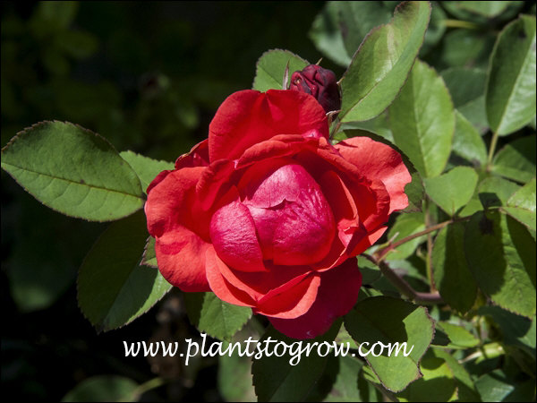 A Canadian Parkland Rose with glowing orange red flowers.